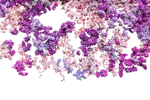 Preview: Cascade of vibrant pink and purple flowers isolated on transparent white