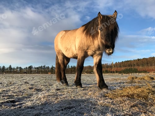 Preview: Floor level view of a pony on a frosty morning
