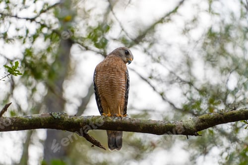 Preview: The red-shouldered hawk bird perching on a tree branch looking for prey to hunt in summer forest