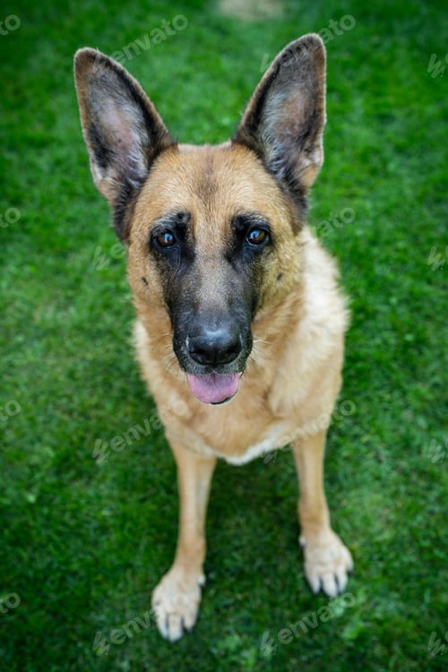Preview: Happy dog face, german shepherd adult dog in home garden