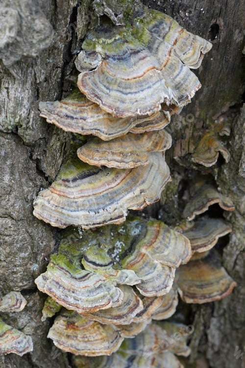 Preview: Closeup of the polyporous Turkeytail fungus, Trametes versicolor on dead wood