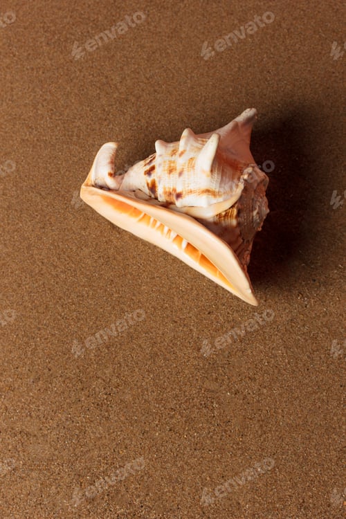 Preview: Seashell on the beach