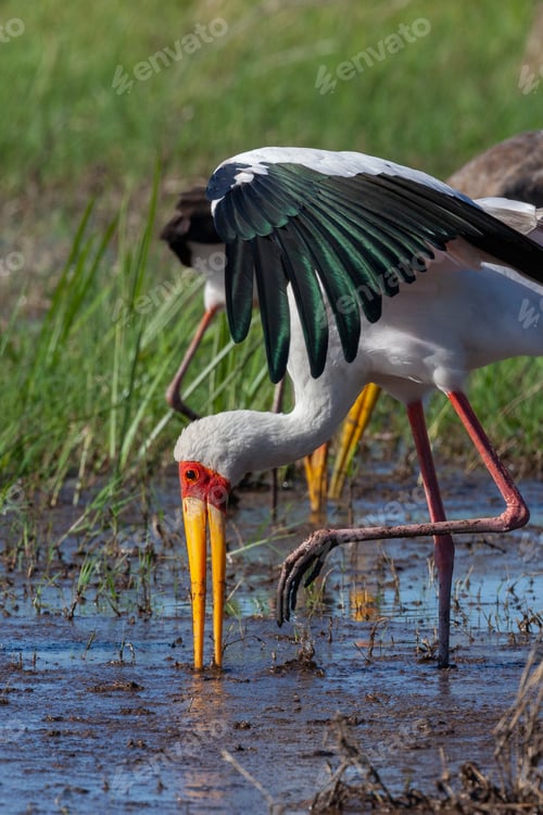 Preview: Yellow-billed stork - Okavango Delta - Botswana
