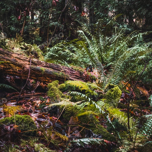 Preview: Wet coastal rainforest in the Pacific Northwest