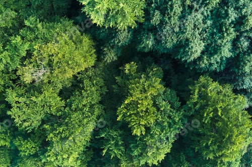 Preview: Top down flat aerial view of dark lush forest with green trees canopies in summer.