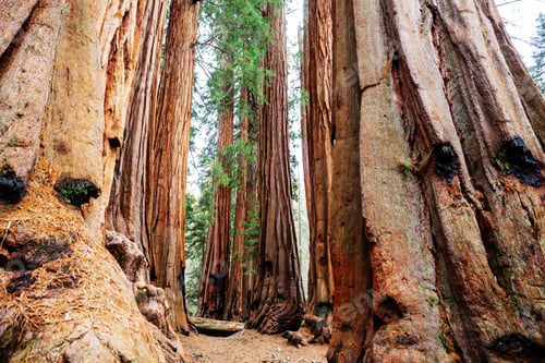 Preview: Sequoia