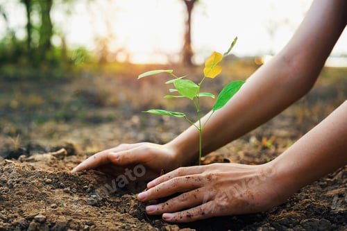Preview: person is planting tree in dirt
