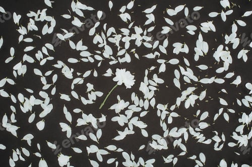 Preview: top view of petals heap with daisy flower over black background