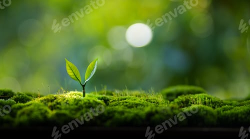 Preview: Young tree growing in moss and green nature background
