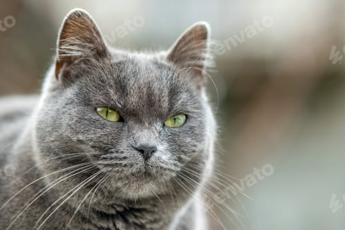 Preview: Closeup portrait of serious grey furry cat
