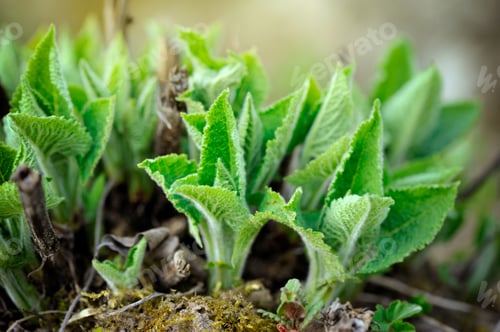 Preview: Spring sprouts young sage