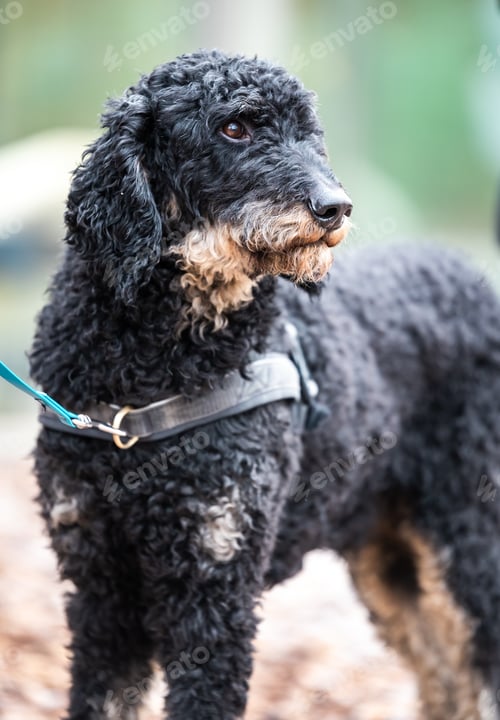 Preview: Closeup shot of a Spanish water dog on a leash looking afar