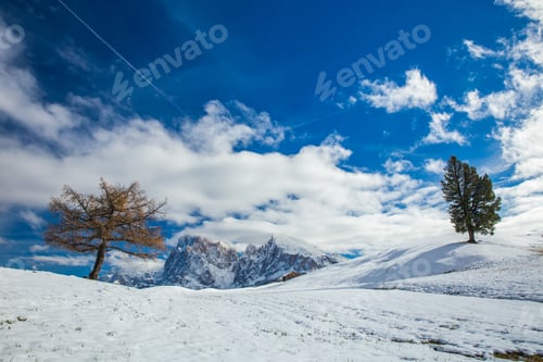 Preview: Beautiful Winter at Alpe di Siusi, Seiser Alm - Italy - Holiday background for Christmas.