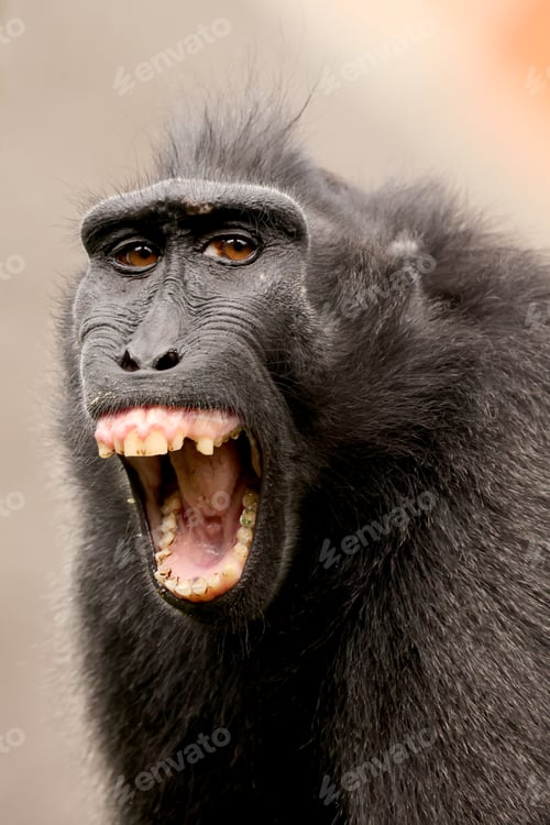 Preview: Closeup photo of a crested macaque (Macaca nigra)