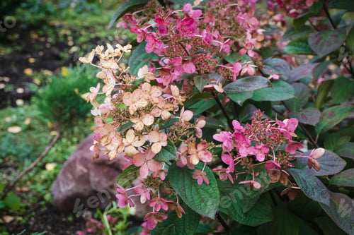 Preview: Panicled hydrangea - Hydrangea paniculata in the garden, flowering plant