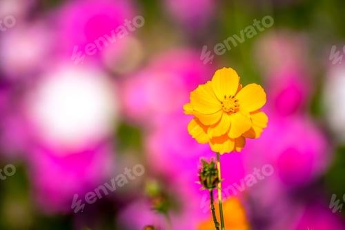 Preview: Beautiful Cosmos flowers.