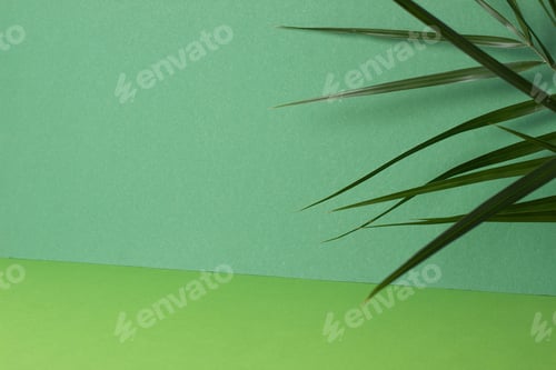 Preview: Tropical background with palm leaf on green. Close up, copy space