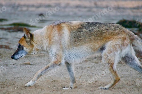Preview: Saw this beautiful dog by the bay! What a unique looking pet! Part coyote? tonythetigersson