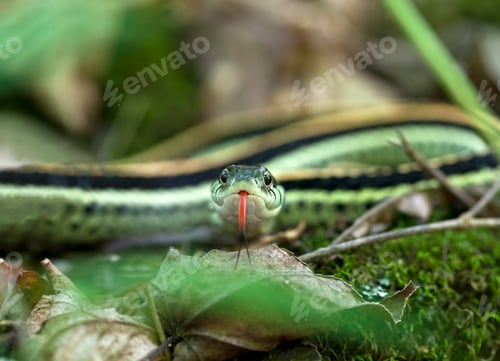 Preview: Garter Snake