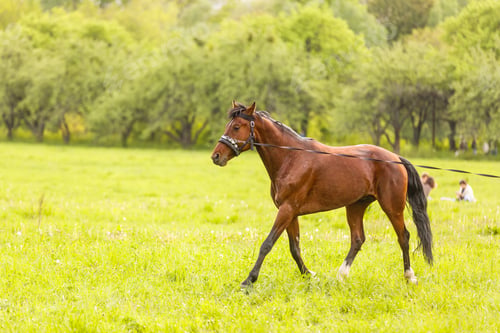 Preview: portrait of a chestnut horse in a summer field