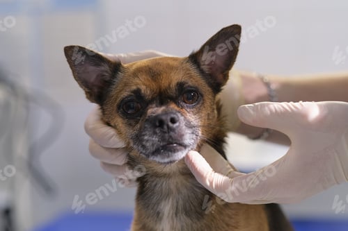 Preview: checking lymph nodes. Professional veterinarian palpates some lymph nodes in a canine patient
