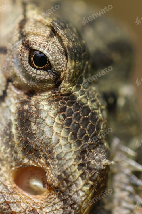 Preview: a close up of a lizard head with eyes close to camera