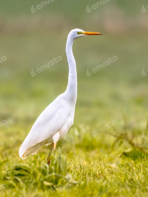 Preview: Great egret walkin on green bright background