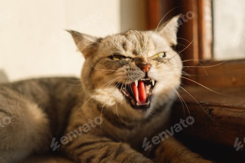 Preview: Portrait of a beautiful cat. Cute Cat Portrait. Happy Pet.