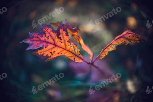 Preview: Closeup shot of dried fall tree leaves with blurred background