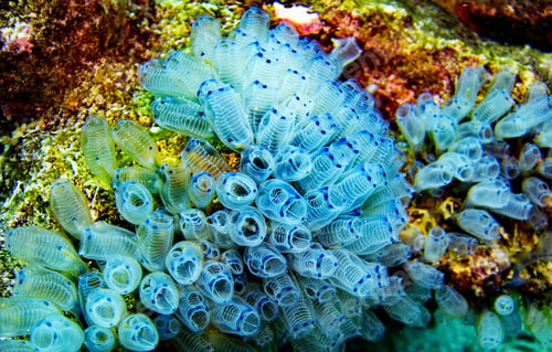 Preview: Colorful sea life underwater, shallow underwater seascape