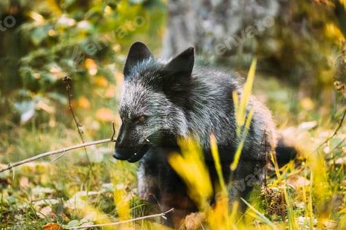 Preview: Belarus. Silver Fox Vulpes vulpes In Autumn Forest. Close Up Fox