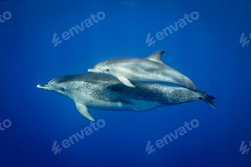 Preview: Two dolphins swimming gracefully in the deep blue sea