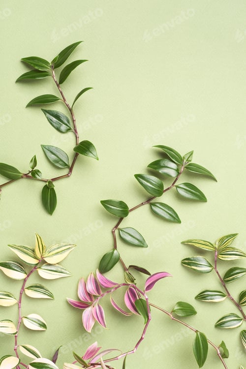 Preview: Green summer background with natural creeper branches, copy space.