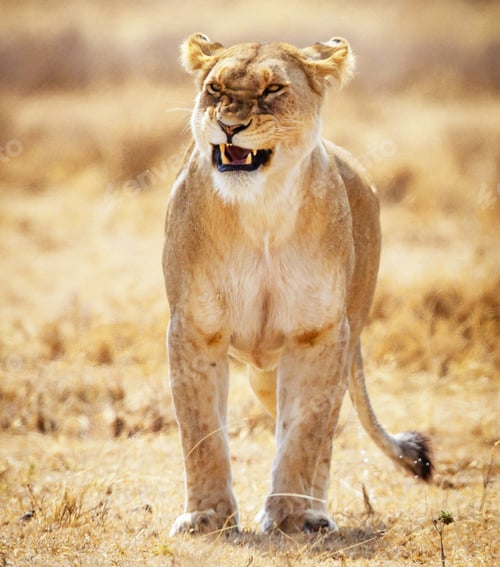 Preview: A Beautiful and Breathtaking wildlife in the World