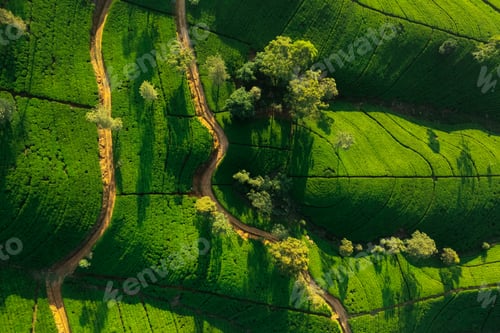 Preview: Aerial Top View of Tea Plantation Nature Background in Morning Light