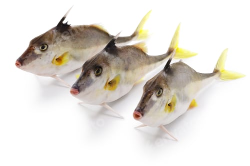 Preview: short-nose tripod fish, silver horse-fish, helicopter fish, gimma