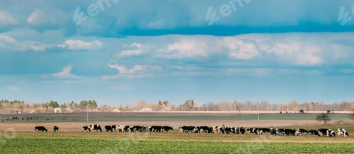 Preview: Panorama, Panoramic View Of Cattle Of Cows Grazing In Meadows Pasture. Spring Green Pasture