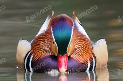 Preview: Beautiful male mandarin duck on the water's surface. Aix galericulata.