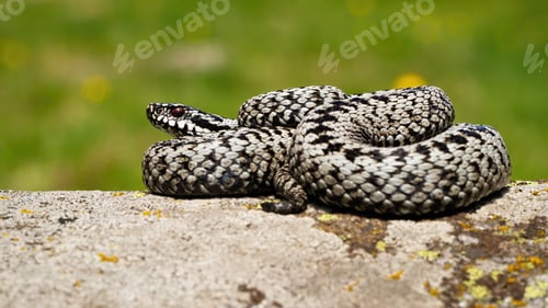 Preview: Striped common viper sunbathing on a rock with green blurred background