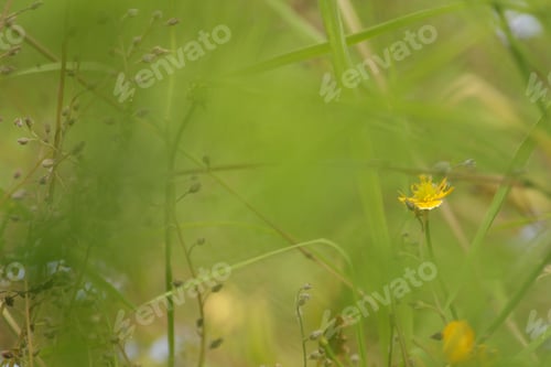Preview: Selective Focus Foliage