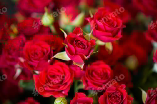 Preview: flowers rose background in a flower shop