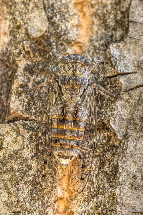 Preview: Cicada insect camouflage