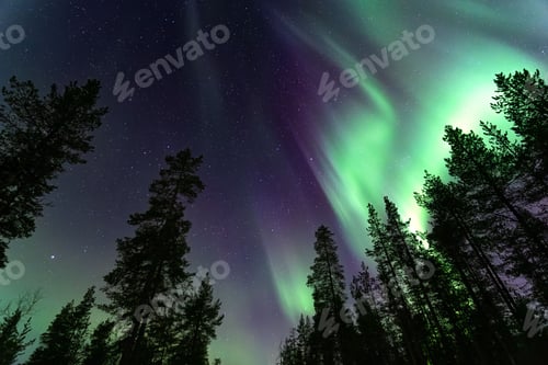 Preview: Low angle shot of purple green northern lights over a forest