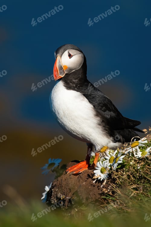 Preview: Atlantic puffin standing on cliff in summertime