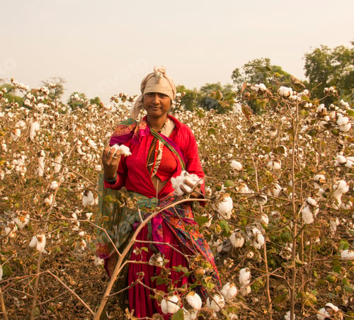 Preview: Indian woman harvesting cotton in a cotton field.