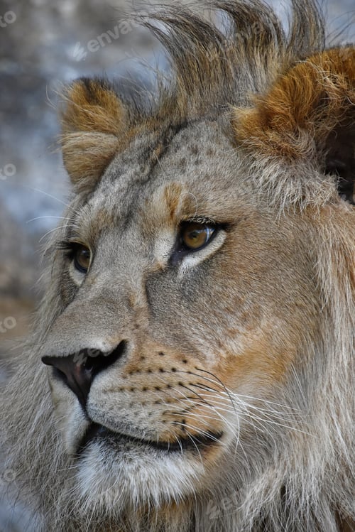 Preview: Extreme close up side portrait of African lion