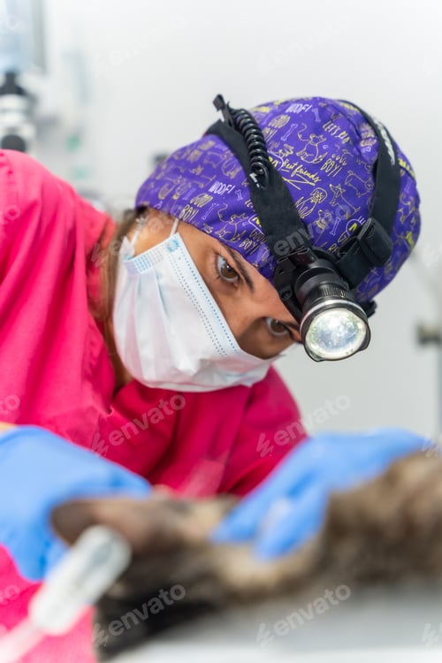 Preview: Veterinary clinic with a cat, veterinarian working on delicate mouth and teeth operation with cap