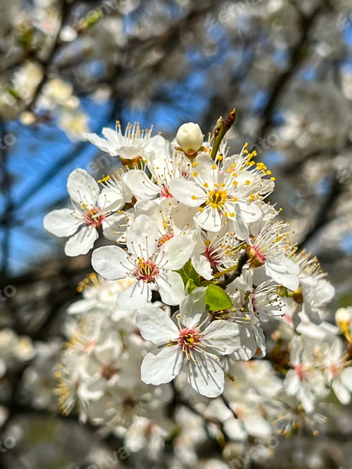 Aperçu: Spring flowers