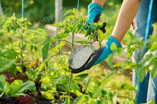Preview: Close up of mineral fertilizers in hands, fertilizing tomato plant