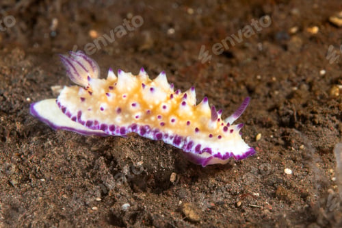 Preview: Bumpy mexichromis doris nudibranch